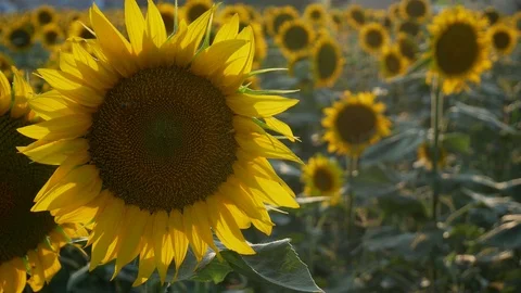 Sunflower Field Close Up Video stock 99590896