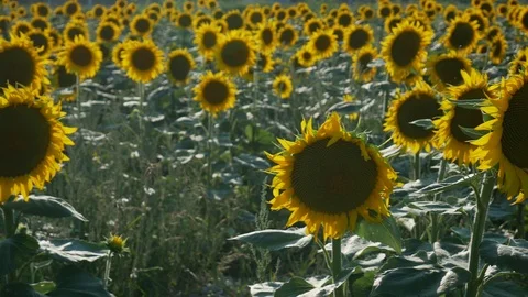 Sunflower Field Close Up Video stock 99590939