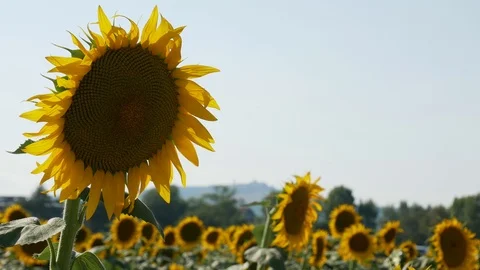 Sunflower Field Close Up Video stock 99591145