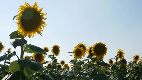 Sunflower Field Close Up Stock Footage 99591195