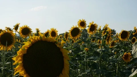 Sunflower Field Close Up Stock Footage 99591229