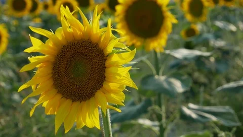 Sunflower Field Close Up Stock Footage 99591529