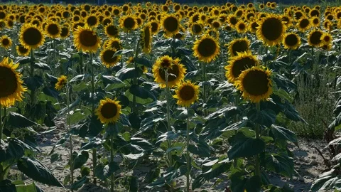 Sunflower Field Close Up Stock Footage 99591674
