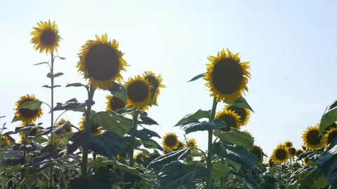 Sunflower Field Close Up Stock Footage 99591679