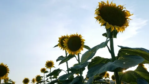 Sunflower Field Close Up Stock Footage 99591755
