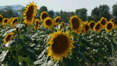 Sunflower Field Close Up Stock Footage 99591767