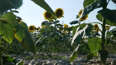 Sunflower Field Close Up Stock Footage 99591883