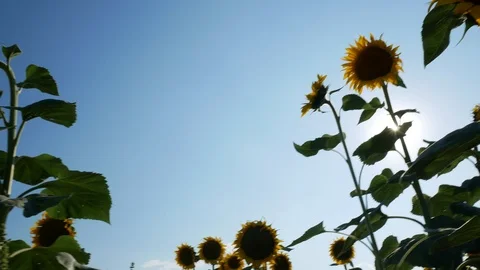 Sunflower Field Close Up Stock Footage 99591913