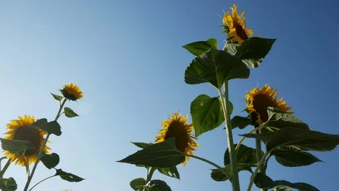 Sunflower Field Close Up Stock Footage 99592372