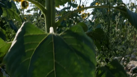 Sunflower Field Close Up Stock Footage 99593393