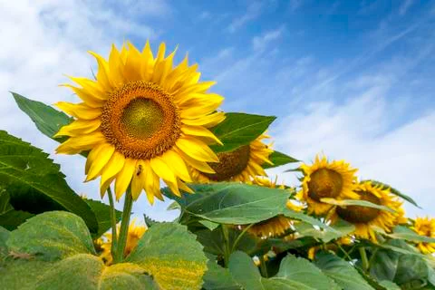 Sunflower field, close-up Stock Photos