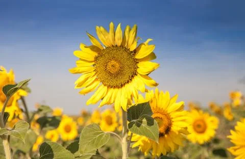 Sunflower on field close up Stock Photos
