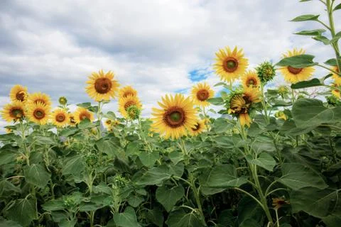 Sunflower on field with cloud. Stock Photos