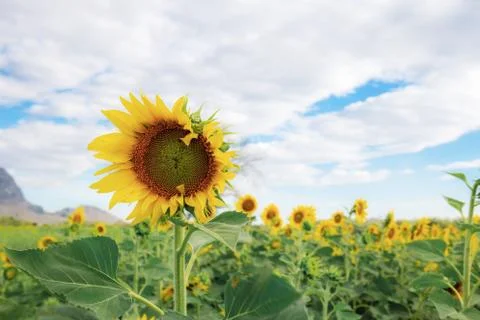Sunflower in field with the cloud. Stock Photos