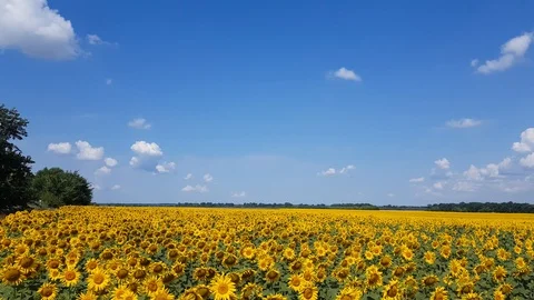 Sunflower field with cloudy blue sky Stock Footage 112437684