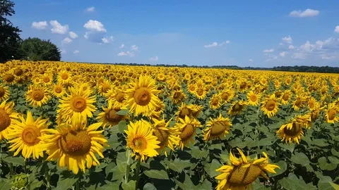 Sunflower field with cloudy blue sky Stock Footage 112437719