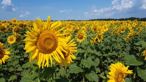 Sunflower field with cloudy blue sky Stock Footage 112437814