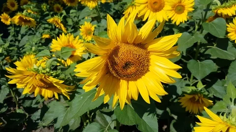 Sunflower Field With Cloudy Blue Sky Stock Footage 112639510