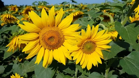 Sunflower Field With Cloudy Blue Sky Stock Footage 112639542