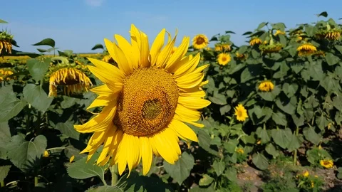 Sunflower Field With Cloudy Blue Sky Stock Footage 112639567