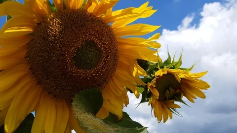 Sunflower Field With Cloudy Blue Sky Stock Footage 112857103