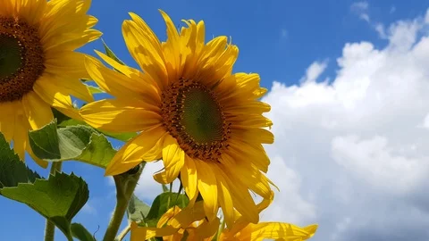 Sunflower Field With Cloudy Blue Sky Stock Footage 112857162