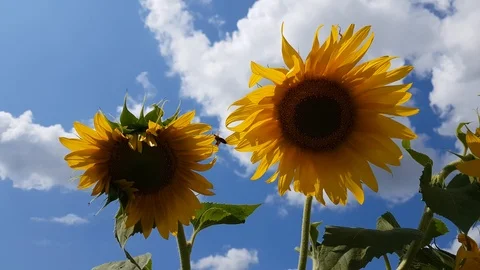 Sunflower Field With Cloudy Blue Sky Stock Footage 112857227