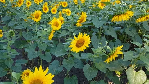 Sunflower Field With Cloudy Blue Sky Stock Footage 112857255