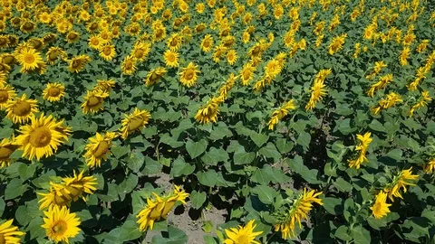 Sunflower Field With Cloudy Blue Sky 動画素材 112857299