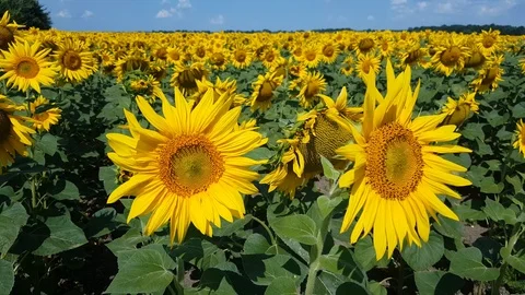 Sunflower Field With Cloudy Blue Sky Stock Footage 112857312