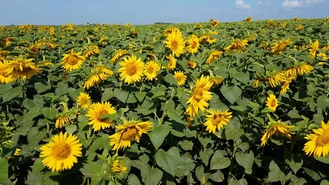Sunflower Field With Cloudy Blue Sky Stock Footage 112867557