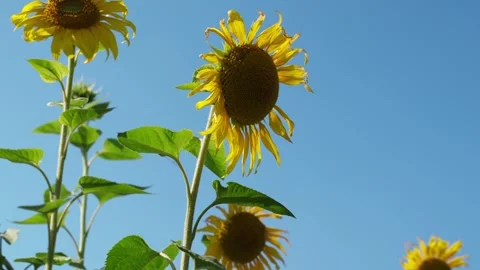 Sunflower field with cloudy blue sky Stock Footage 250077801