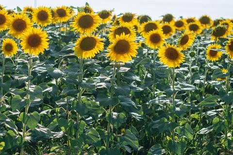 Sunflower field with cloudy blue sky in summer Foto stock