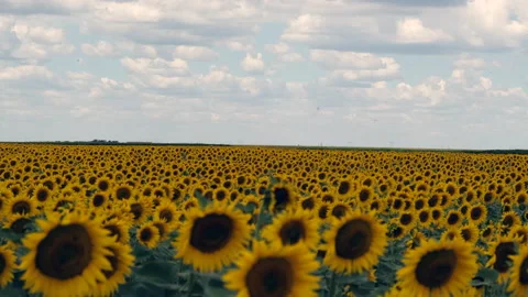 Sunflower Field In Cloudy Summer Day Stock Footage 201030789