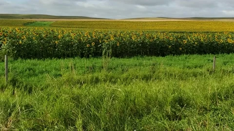 Sunflower Field Counter Clockwise Pan - 4K Stock Footage 132139279
