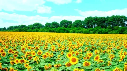 Sunflower field in the countryside  Stock Footage 288649150
