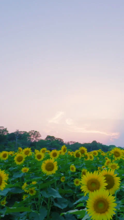 Sunflower Field Dolly Up Vertical Shot at Akebonoyama Park Kashiwa Chiba Stock Footage 342230623