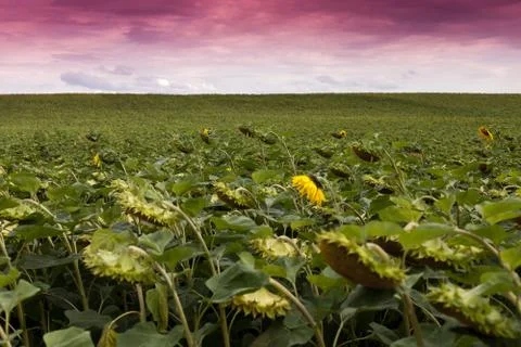 Sunflower field in dramatic light setting Stock Photos