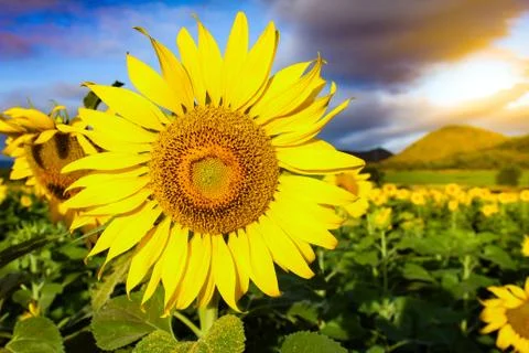 Sunflower Field on dramatic sky. Stock Photos