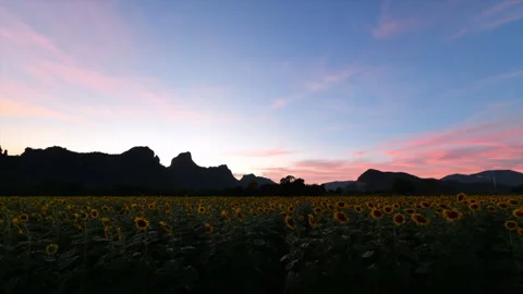 Sunflower field at the dramatic sunset, agricultural time lapse scene Stock Footage 258200239