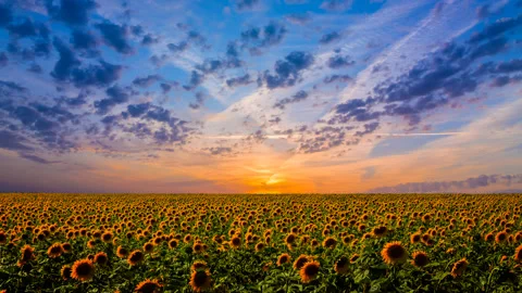 Sunflower field at the dramatic sunset Stock Footage 253432705