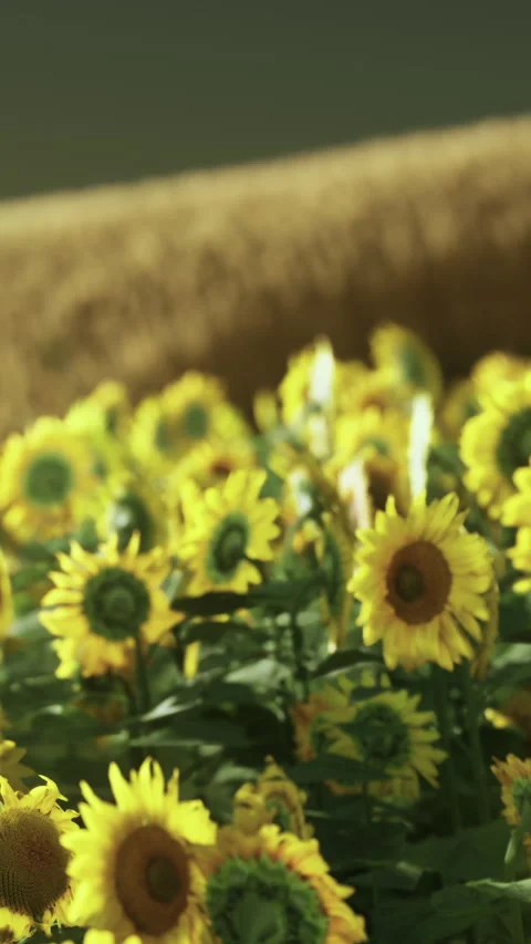 Sunflower field at the dramatic sunset Stock Footage 306302674