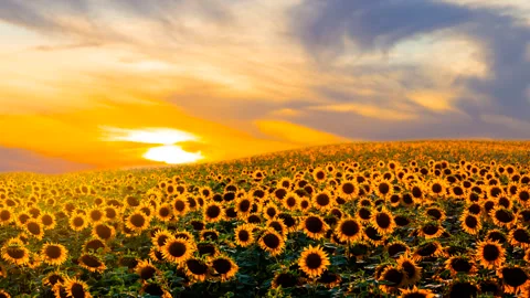 Sunflower field at the dramatic sunset Stock Footage 321464677