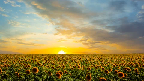 Sunflower field at the dramatic sunset Stock Footage 330550440