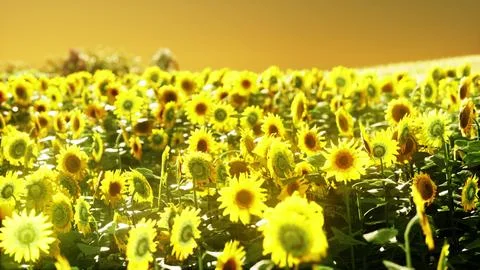 Sunflower field at the dramatic sunset Stock-Illustration