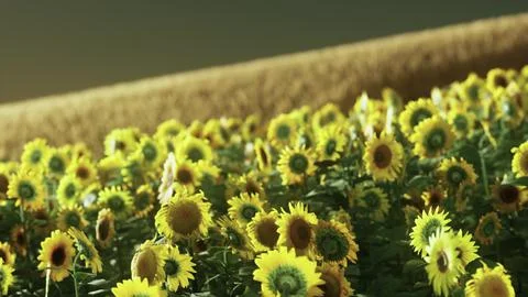 Sunflower field at the dramatic sunset Stock Illustration