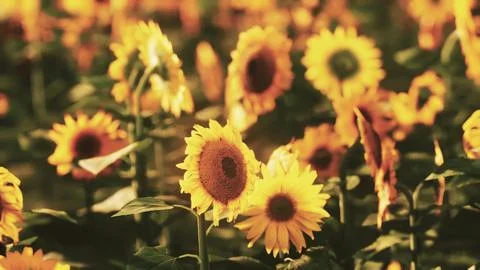 Sunflower field at the dramatic sunset Stock Illustration