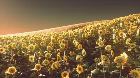 Sunflower field at the dramatic sunset Illustrazione stock