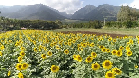 Sunflower field drone aerial 스톡 동영상 92765713