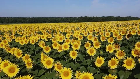 Sunflower Field Drone Fly Forward 4K Stock Footage 336943585